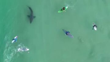 Un tibur&oacute;n blanco nada entre un grupo de surfistas y un kayak, investigando. 
