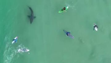 Un tiburón blanco nada entre un grupo de surfistas y un kayak, investigando.