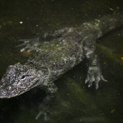 How many alligator attacks are there in Florida each year?