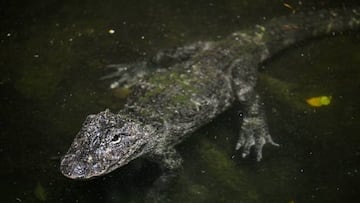 Alligator attacks in Florida.