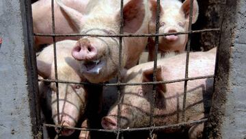 Qingdao (China), 29/04/2009.- (FILE) - Pigs are being fed at a pig farm near in rural area of Qingdao city,eastern China&#039;s Shandong province, 29 April 2009 (reissued 30 June 2020). Chinese scientists have discovered a new type of swine flu that could