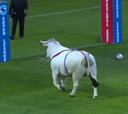 Un toro se metió a una cancha de rugby y quiso arrasar con todo