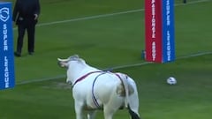 Un toro se metió a una cancha de rugby y quiso arrasar con todo