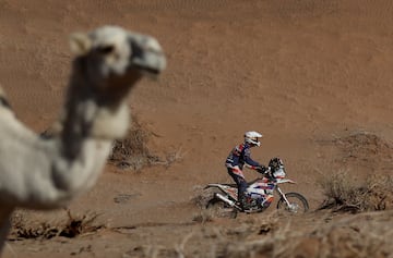 El piloto Lois D'abbadie pasa junto a un camello en la undcima etapa del rally Dakar