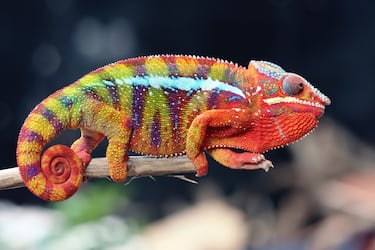 Las mascotas que no puedes tener en casa con la nueva Ley de Bienestar Animal