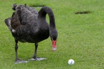 Un cisne negro mira la bola de unos de los golfistas participantes en el Torneo de Branden Grace en Sudáfrica.