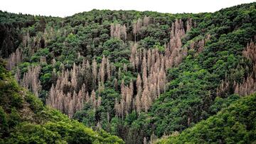 Altenahr (Germany), 24/05/2020.- A forest damaged calamities by drought and bark beetles in the Ahrtal of Altenahr near Ahrweiler, Germany, 24 May 2020. More than 25 percent of the state area of North Rhine-Westphalia is forested. In recent years, storms, prolonged drought and, as a result, the spread of the bark beetle have caused lasting damage to the tree population and forest biotopes. (Alemania) EFE/EPA/SASCHA STEINBACH