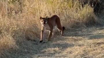 Un puma camina frente a la c&aacute;mara de Mark Girardeau en un camino del Condado de Orange, California. 