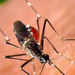 ¿Es posible contagiarse de fiebre amarilla o dengue en Bogotá? La Secretaría de Salud resuelve las dudas