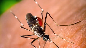 ¿Por qué los mosquitos pican a unas personas más que a otras? La ciencia lo explica