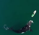 Una ballena se acerca a un paddle surfista y lo que ocurre se hace viral en las redes