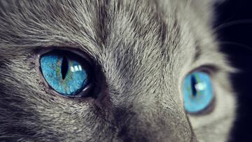 10 Juegos para entretener a mi gato