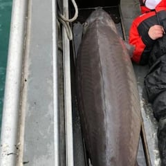 Encuentran un pez gigante con más de 100 años