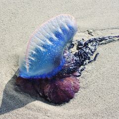 Qué es una fragata portuguesa, riesgos y por qué cerraron varias playas en Chile