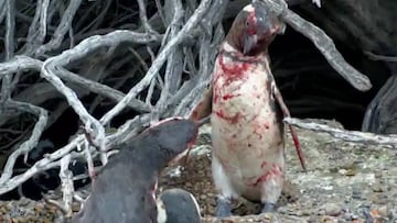 Dos ping&uuml;inos combaten por una infidelidad en un v&iacute;deo que se ha vuelto viral.