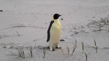 Encuentran un pingüino emperador en Australia: a 4.000 kilómetros de la Antártida