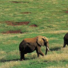 Un elefante mata a un trabajador del Parque de Cabárceno