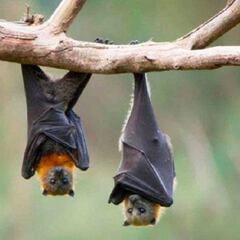 Cientos de nuevos coronavirus en murciélagos de China