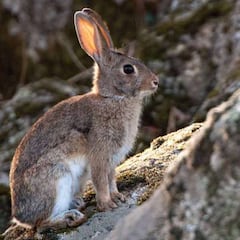 Cambio en la ley: estos animales no los podrás tener en casa