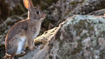 Cambio en la ley: estos animales no los podr¨¢s tener en casa