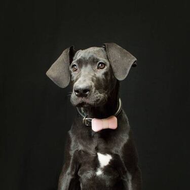 Gadgets para no perder a tu mascota