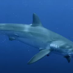 "Tengo asiento en primera fila para este show de tiburones"