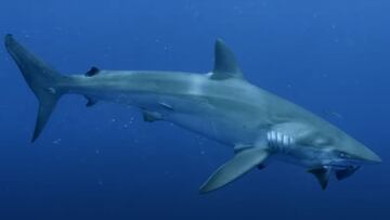 Un tiburón se come un pez, grabado por las cámaras de Discovery para Shark Week.