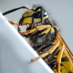Un hombre de 51 años muere en Murcia por una picadura de avispa