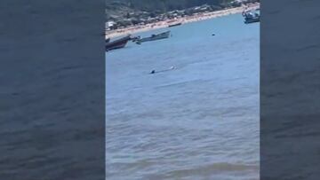 “No es normal que esté tan cerca de la costa”: aparición de un tiburón impacta a Dichato