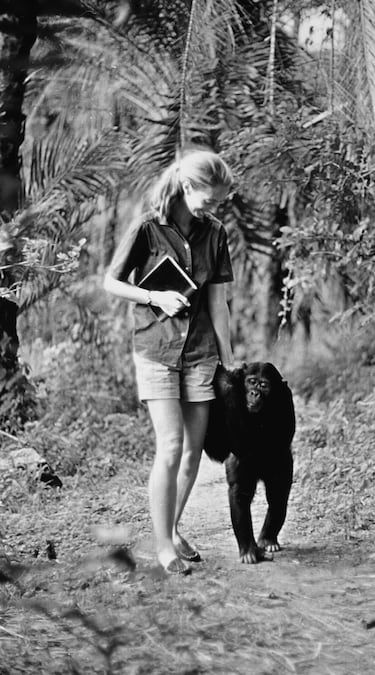 Jane Goodall aparece en el especial de televisión "Miss Goodall y el mundo de los chimpancés", emitido originalmente por CBS el miércoles 22 de diciembre de 1965.