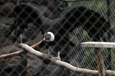 Ni Huila, ni el Amazonas: la región de Colombia en la que se puede ver el cóndor de los Andes