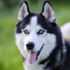 ¿Por qué los perros sacan la lengua y qué tiene que ver la temperatura corporal?