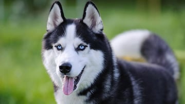 perro husky