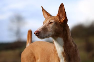 A la hora de elegir perro de caza…