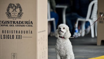 A dog sits at a polling station during the elections for governors, regional lawmakers and mayors, in Bogota, Colombia October 29, 2023. REUTERS/Vannesa Jimenez