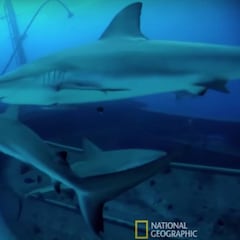 El misterio de Recife, la playa que concentra el 50% de ataques de tiburón de Sudamérica