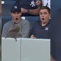 Yankees fans startled by squirrel in the outfield