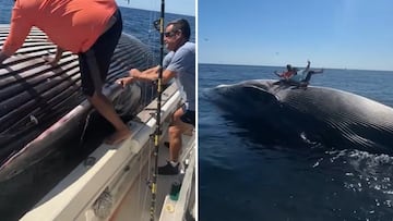 Dos pescadores encuentran y se suben encima de una ballena muerta: pudo acabar en tragedia