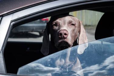 Cuidados del perro de caza en verano