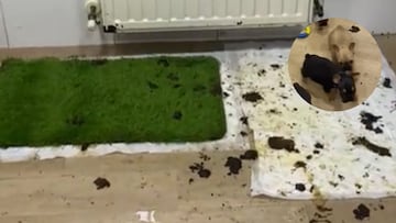 Así ha amanecido una ‘guardería’ de perros: se veía venir, pero impacta