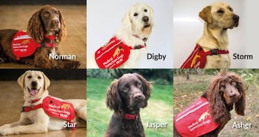 Supersix: seis perros entrenados para olfatear el coronavirus