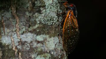 Cicadas have already begun to make their way out of the ground, as this year two broods will be emerging. Here are the areas which will see them the most.
