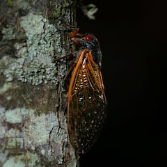 2024 Cicada map in the United States: Where are Broods XIII and XIX predicted to emerge?