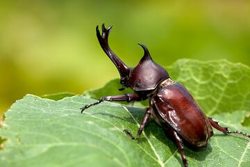 Este animal perteneciente a la subfamilia Dynastinae de la familia Scarabaeidae puede levantar 850 veces su propio peso lo que le convierte en uno de los animales más fuertes del mundo. El ser humano podría levantar 59 toneladas de peso con esa misma fuerza relativa.