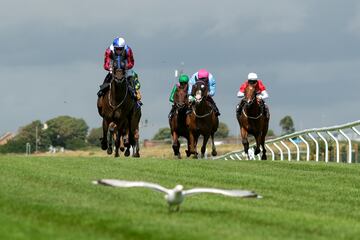 A veces la naturaleza nos regala im¨¢genes tan llamativas como esta, en la que un grupo de jinetes que compiten en la Star Sports Handicap en el hip¨®dromo de Brighton (Inglaterra) van precedidos por una gaviota, que
con su vuelo parece estar marcando el camino que han de seguir los caballos para alcanzar la meta.