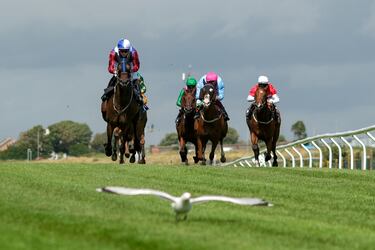 A veces la naturaleza nos regala imágenes tan llamativas como esta, en la que un grupo de jinetes que compiten en la Star Sports Handicap en el hipódromo de Brighton (Inglaterra) van precedidos por una gaviota, que
con su vuelo parece estar marcando el camino que han de seguir los caballos para alcanzar la meta.