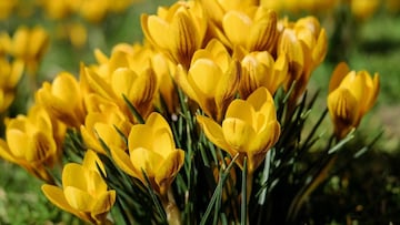 Flores Amarillas: ¿Cuándo se regalan y por qué surgió esta tradición?
