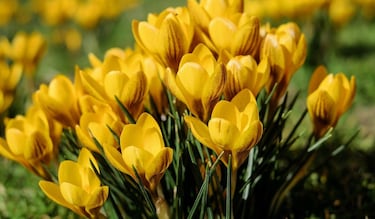 ¿Por qué se regalan flores amarillas el 21 de septiembre?: origen y significado