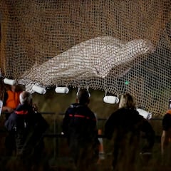 Sacrifican a la ballena beluga atrapada en el Sena tras rescatarla
