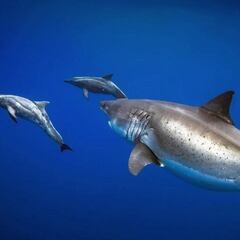 Osos, ballenas, delfines, perros... 10 encuentros con animales en deporte outdoor